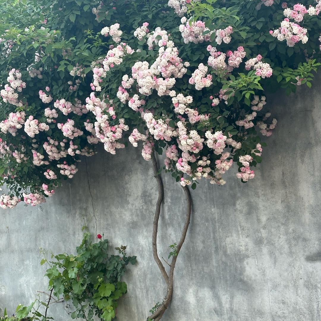 婚礼主持韩嫣