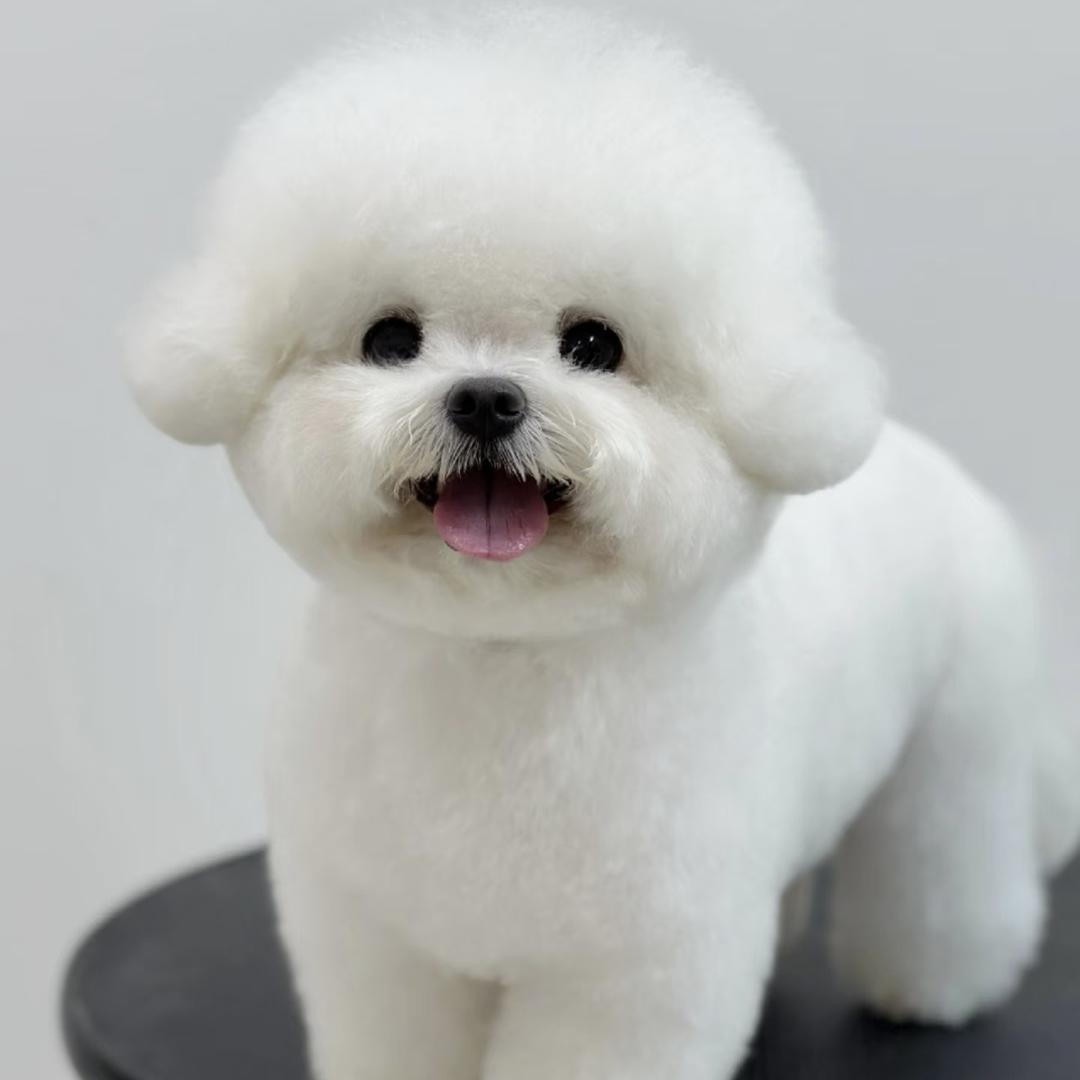 渭南悠然宠物犬舍