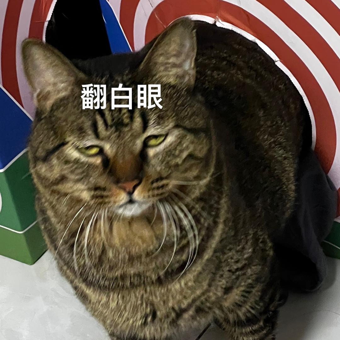 小胖🐷