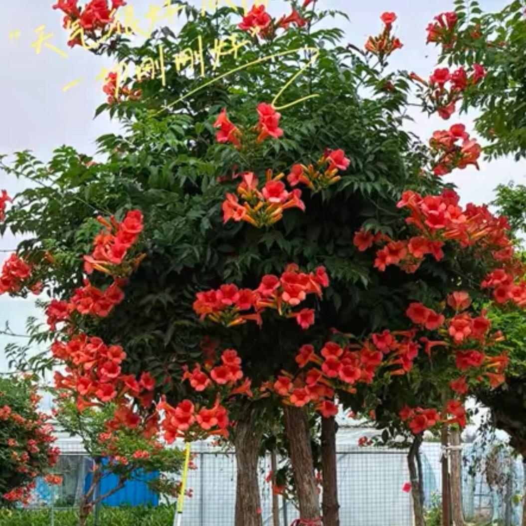 花香园艺花卉
