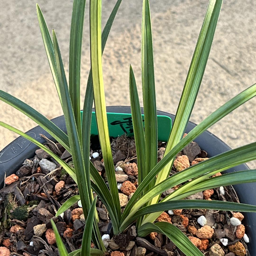 随州思思-沁凡兰艺