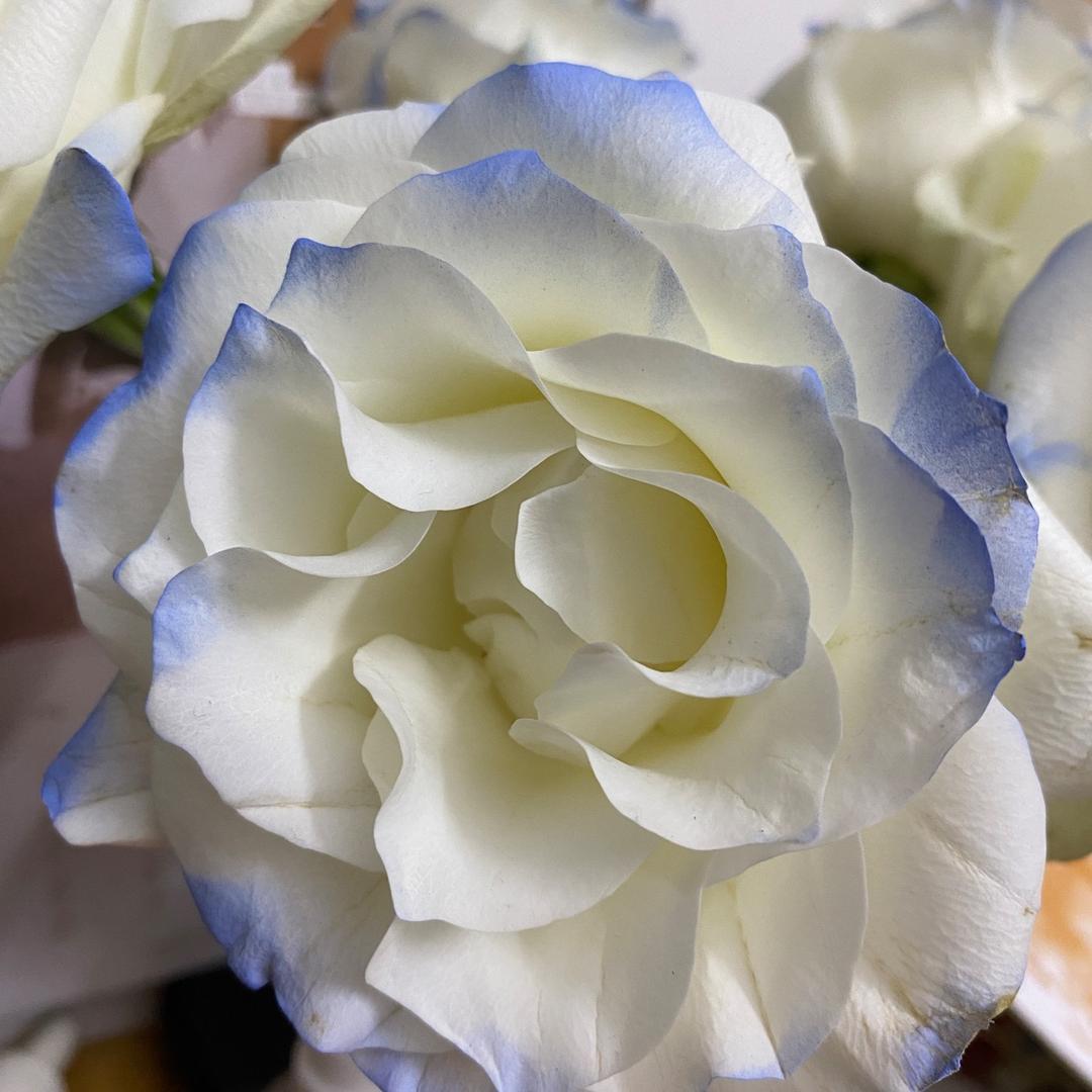 爆金币（见过严浩翔版