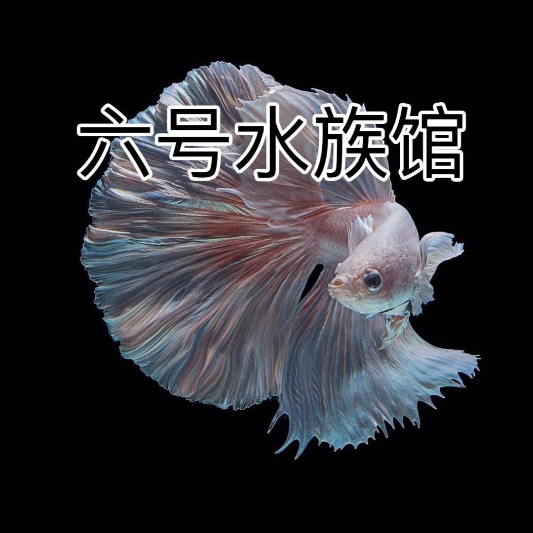 六号水族馆