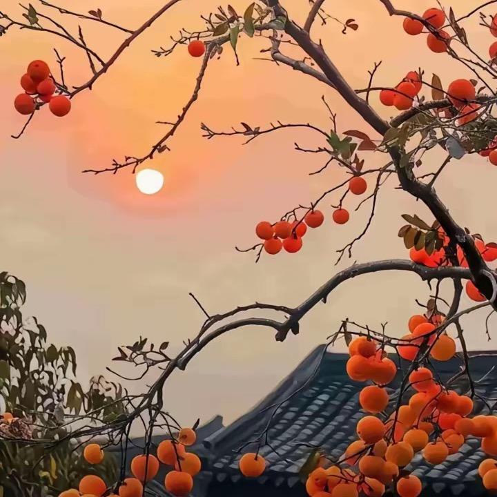 ✨风不再回头✨