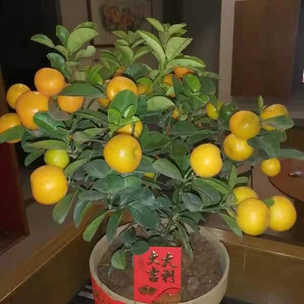 一心