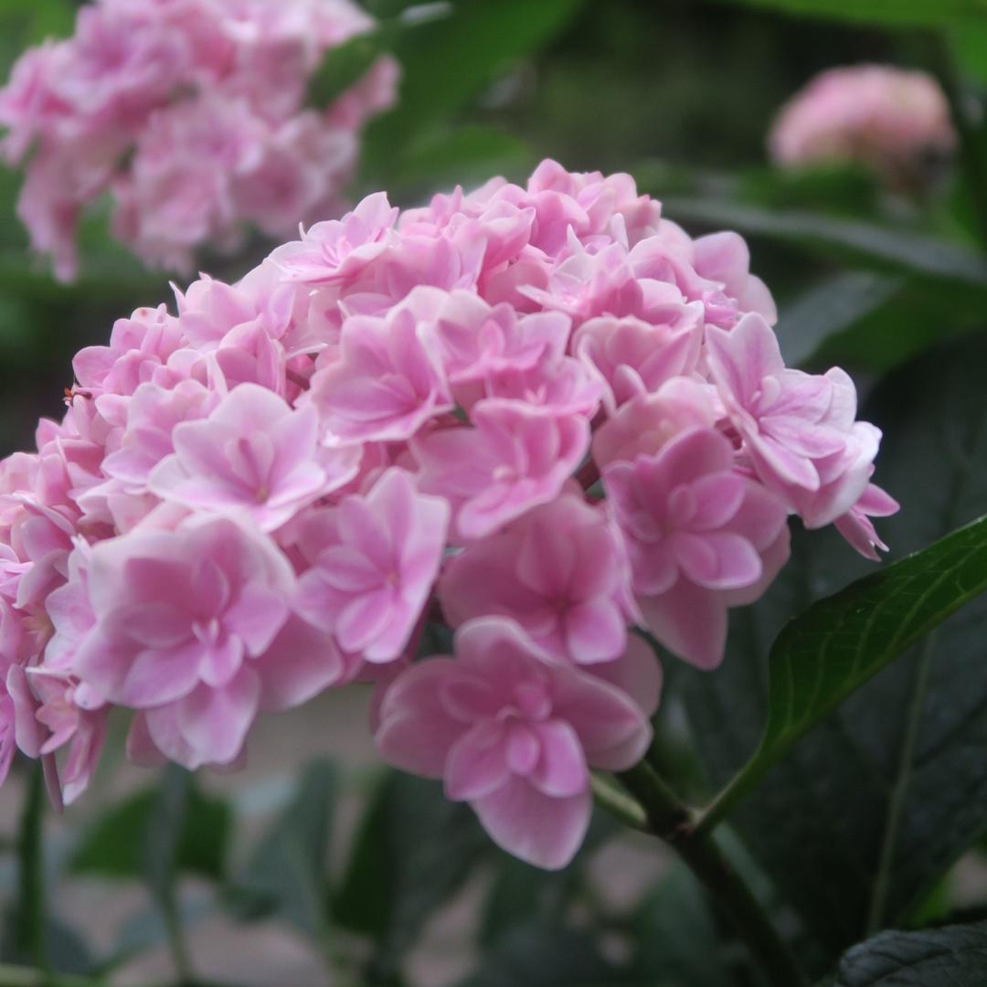 繁花庭院