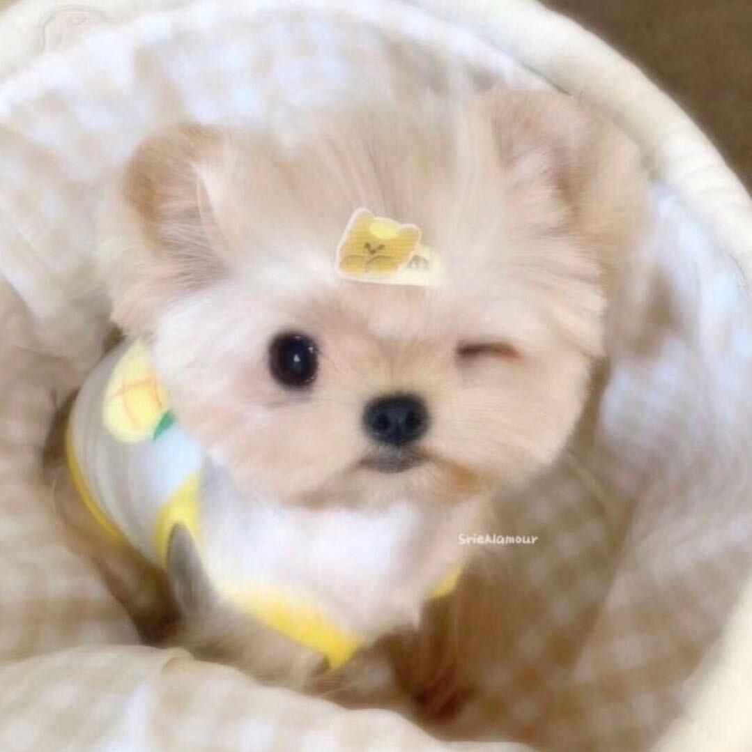 香菜芸