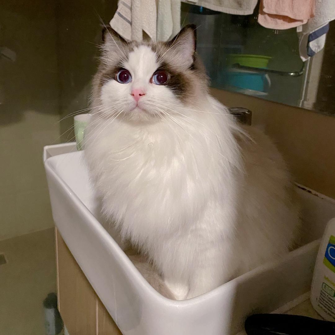 小丸子是只猫