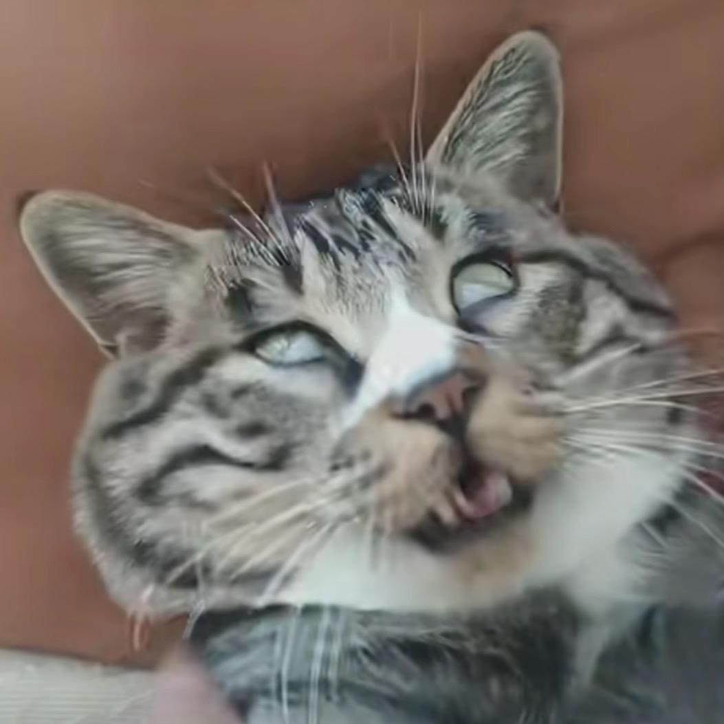 花花小福蝶ʚĭɞ