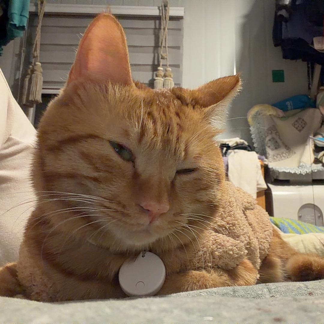 核桃（钩织版）