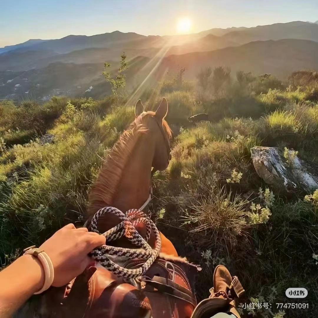 宝莉的宝莉🐎
