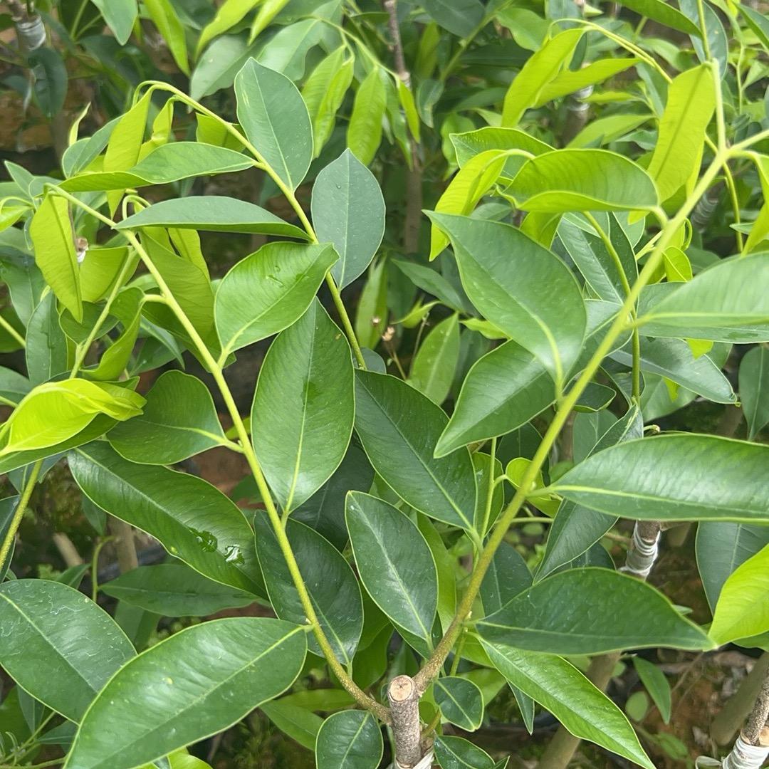 小刘沉香香