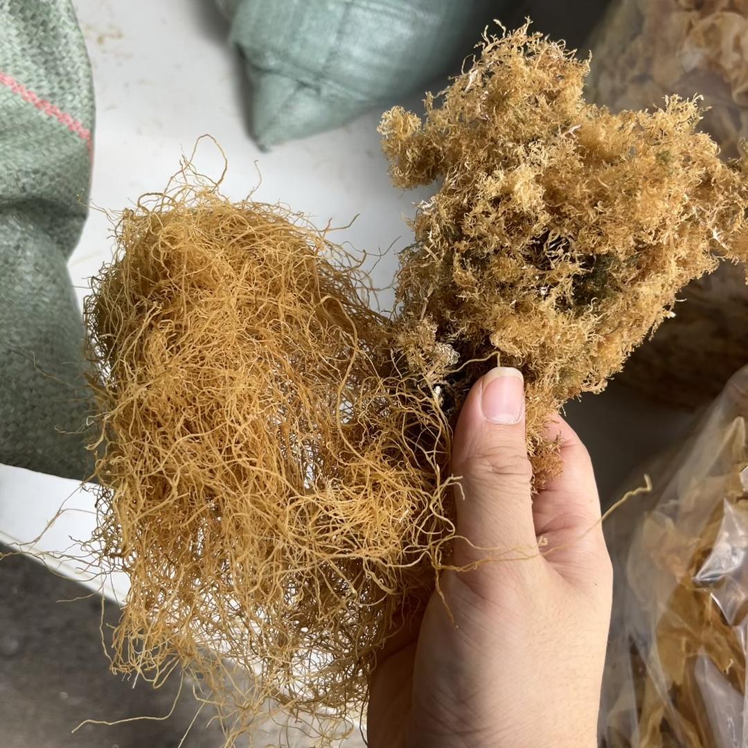 汕尾批发狗毛膏草（鑫记海草批发）