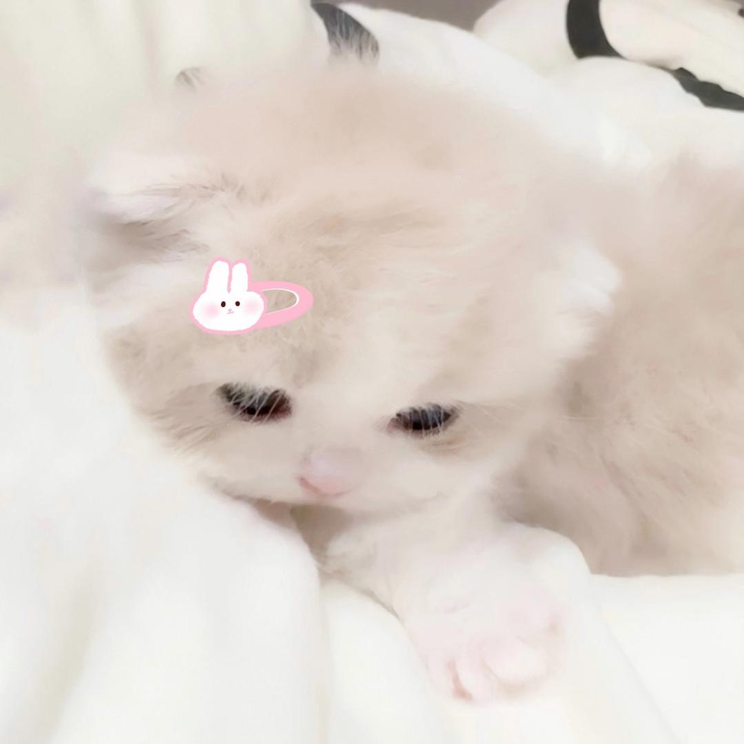 小梨愛