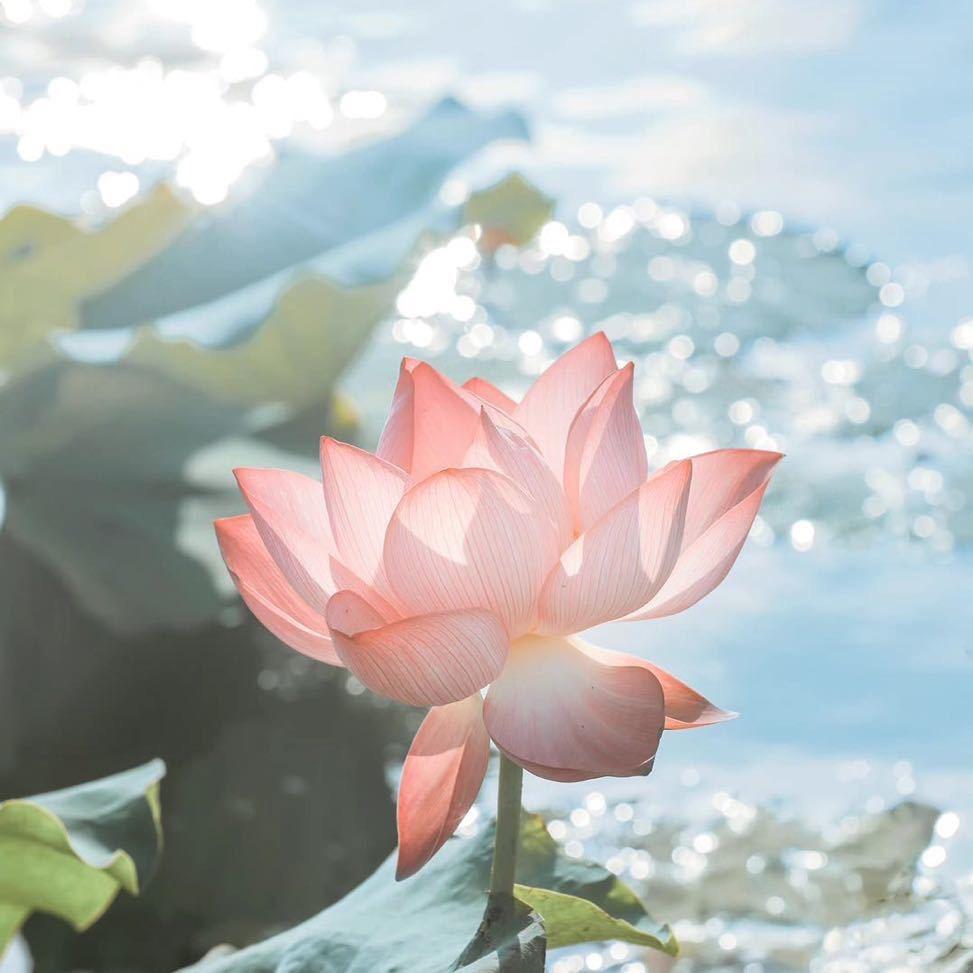 胡语千种霞光万丈