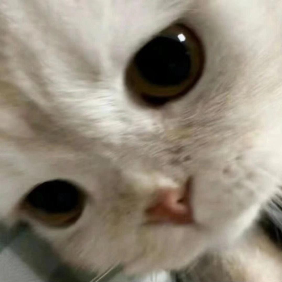 很猫的猫蛋