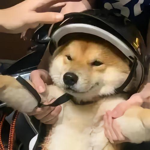 攻城狮