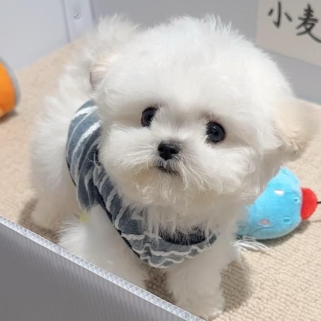 萌芽韩系约克夏比熊