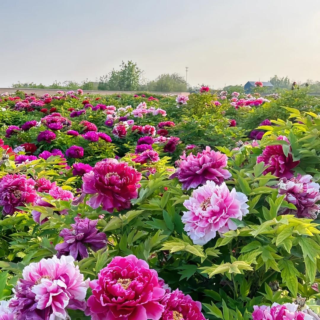 🌸 花开富贵 🌸