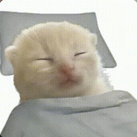 招贝贝