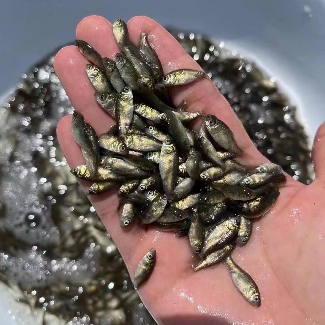 源头厂家鱼苗养殖