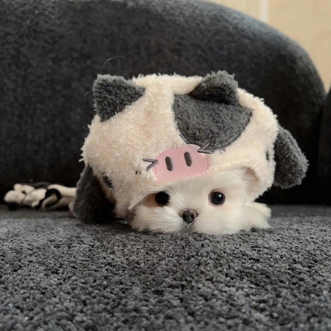 Jing_