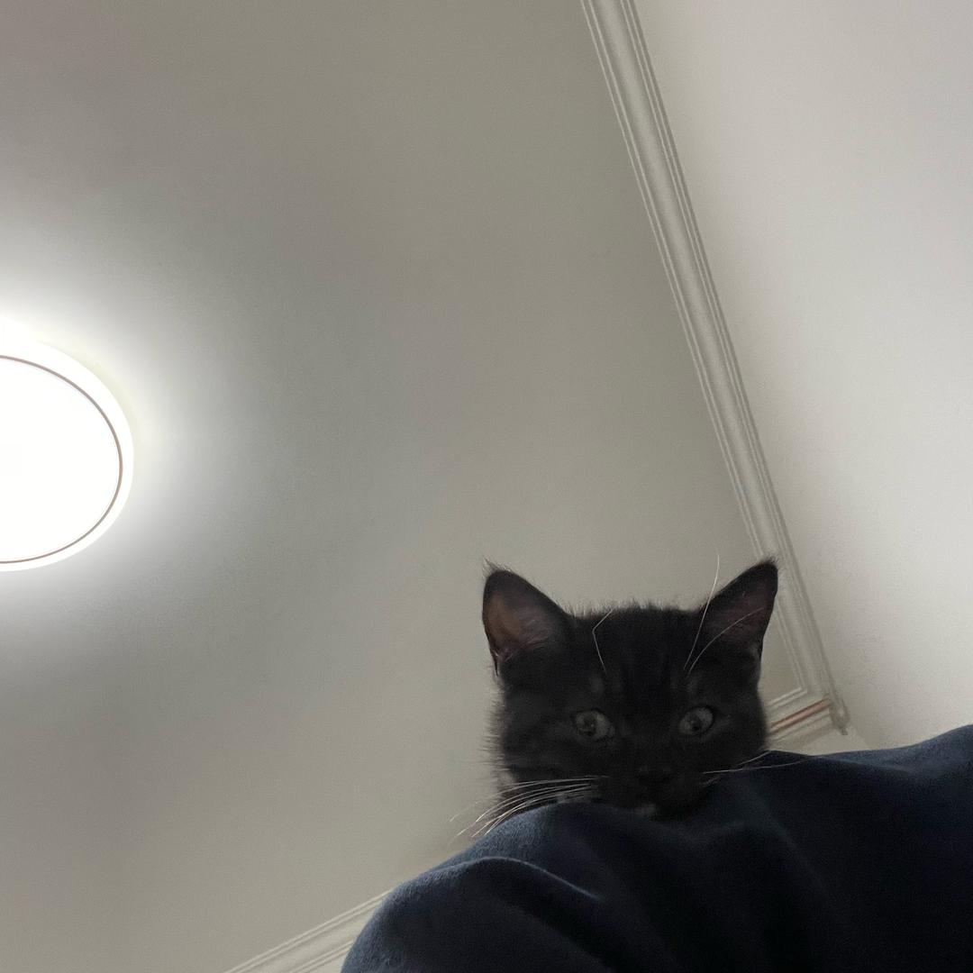 摸猫艺术家