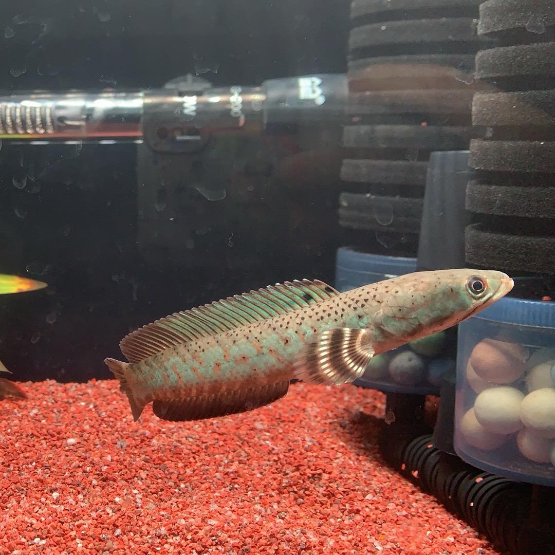 鱼先生专注观赏鱼🐟