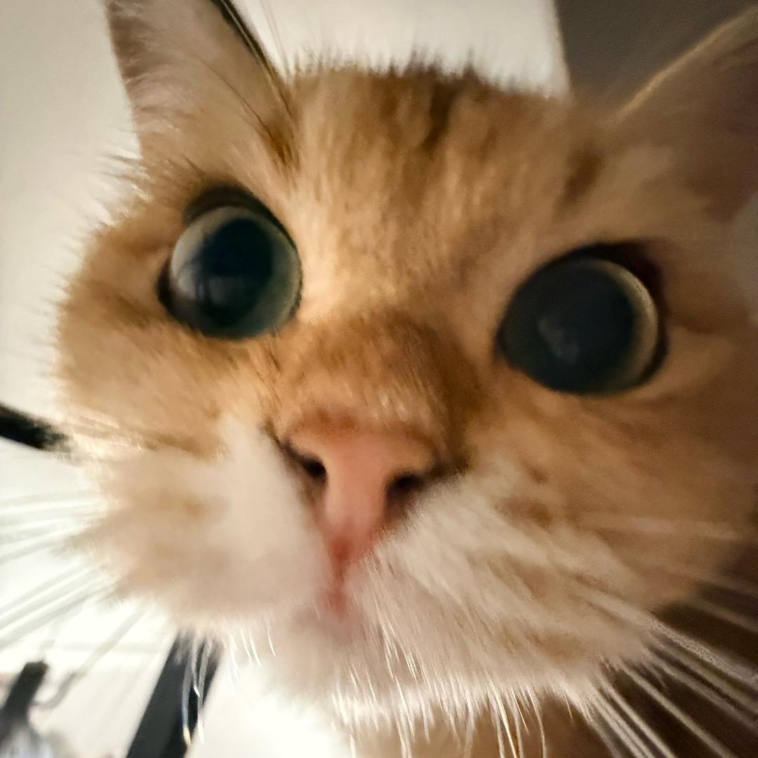 猫毛拌饭