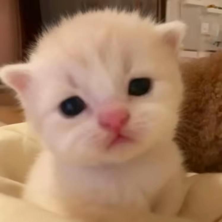 小小乐