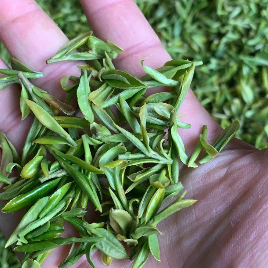 东阳春私房茶生活号