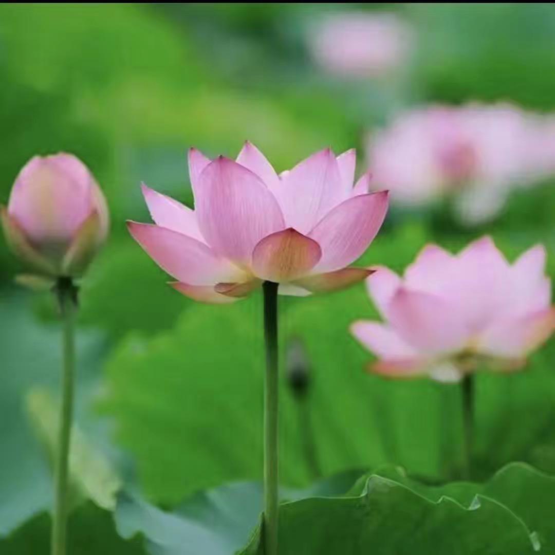 小白梨