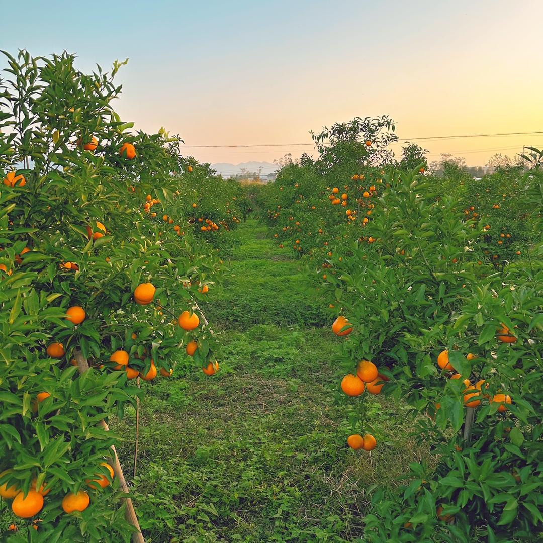 绿梦源柑橘农场