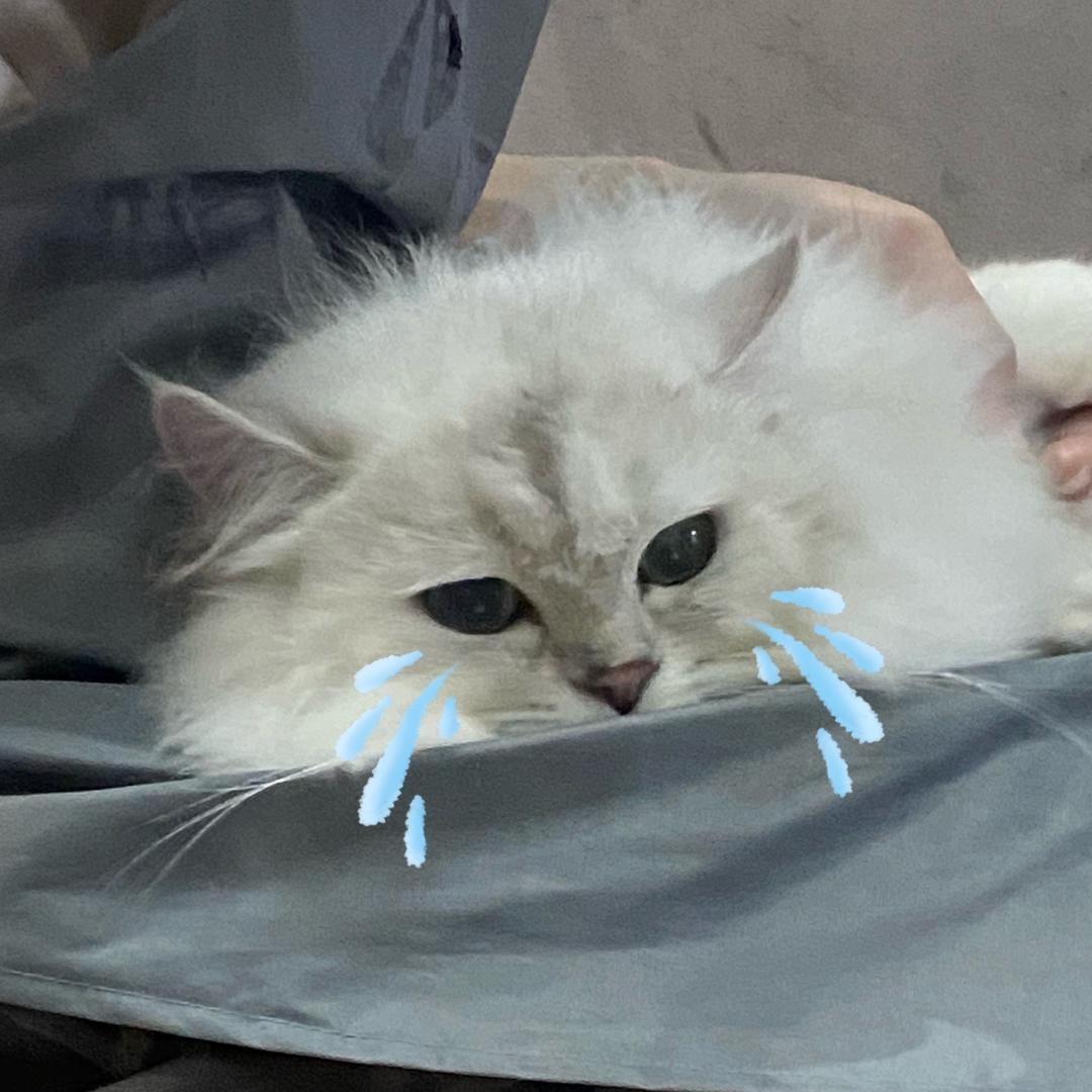 豆裟包 （八月写真工作室）