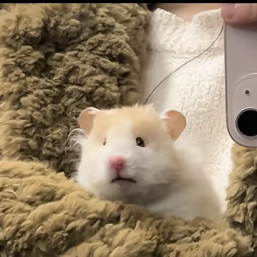 樊漪（古楼彡闷油瓶子）