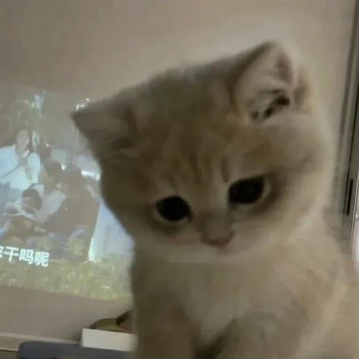 淘猫77