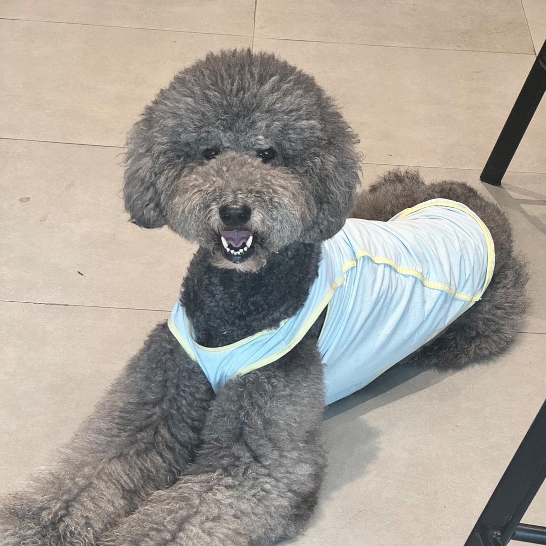 🥚🥚后和他的流浪猫狗们