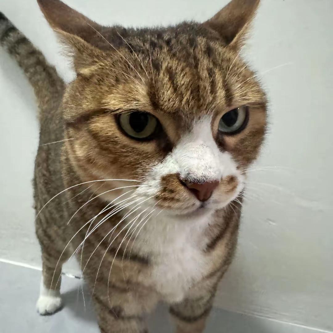 Super猫