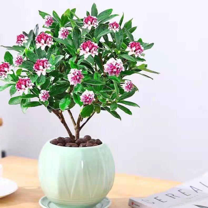 佰花花卉小铺