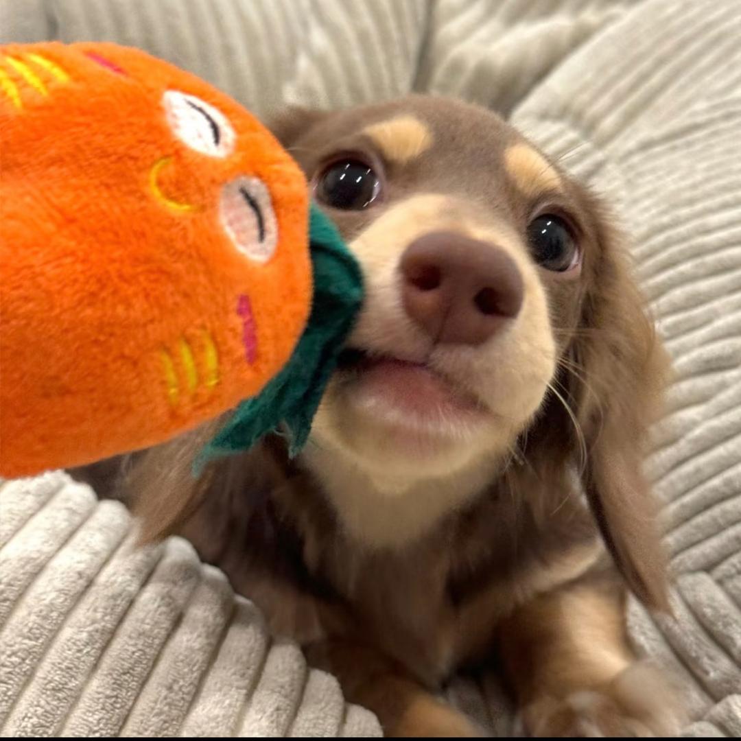 Coco