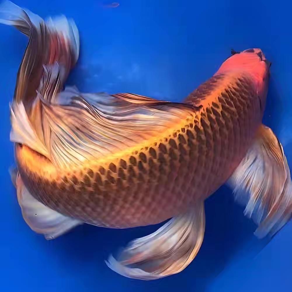 永盛锦鲤观赏鱼
