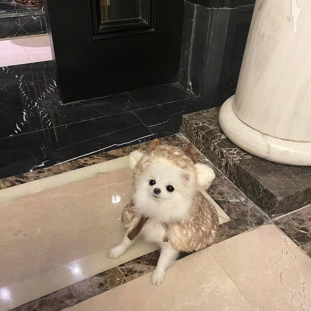 铁铁baby
