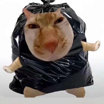 小猫大盗