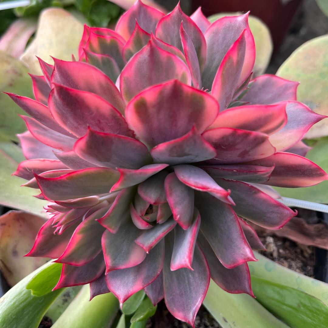 芳花