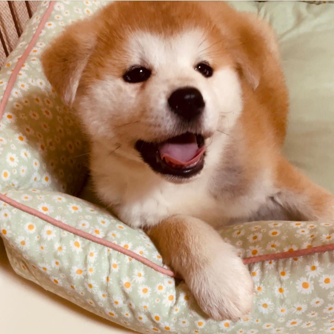 秋田静香在日本