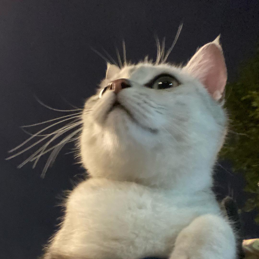 刘十八是个粘豆包