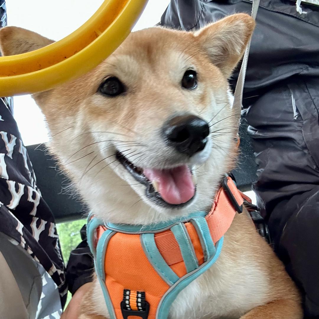 盼盼不是小面包