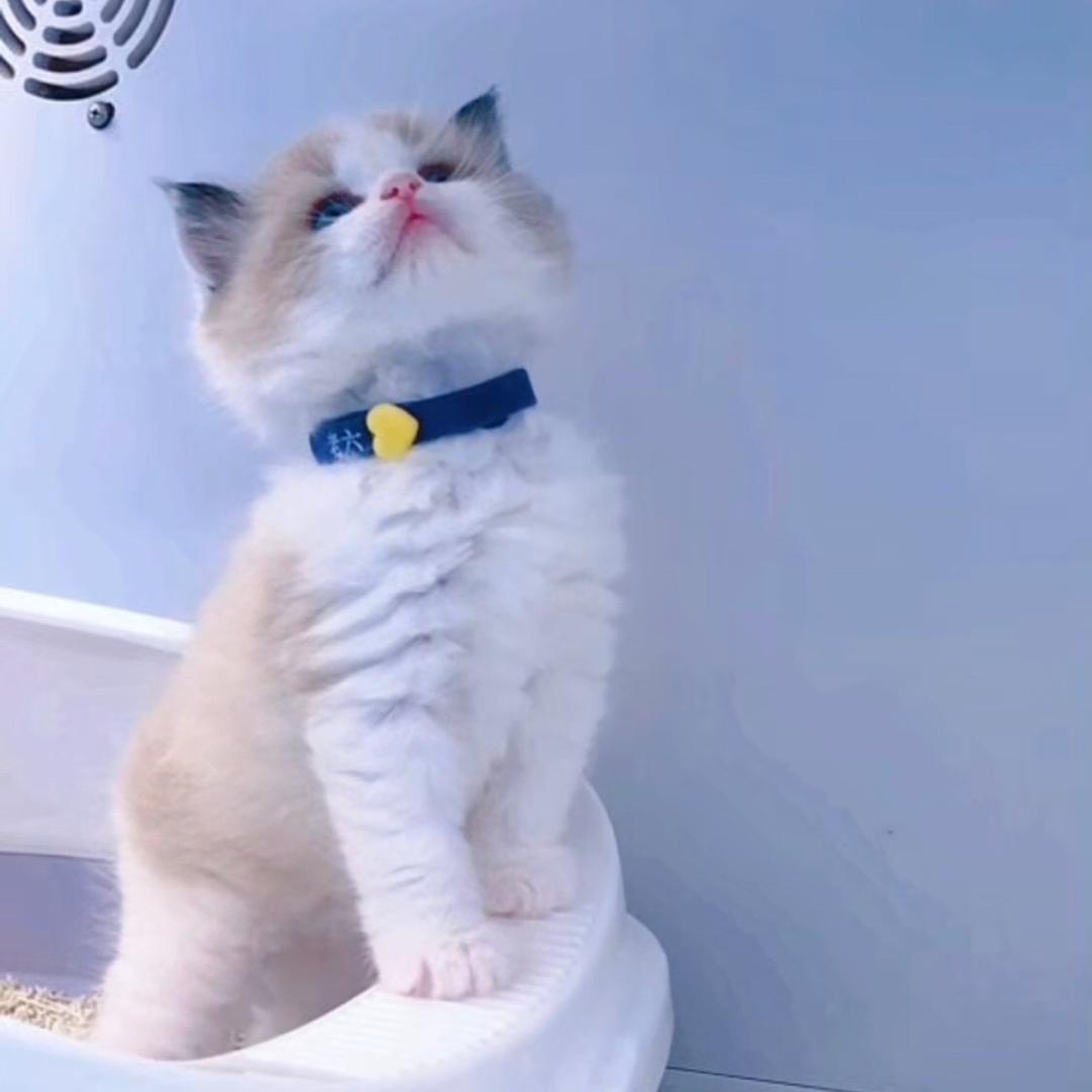 猫咪认领👀主页
