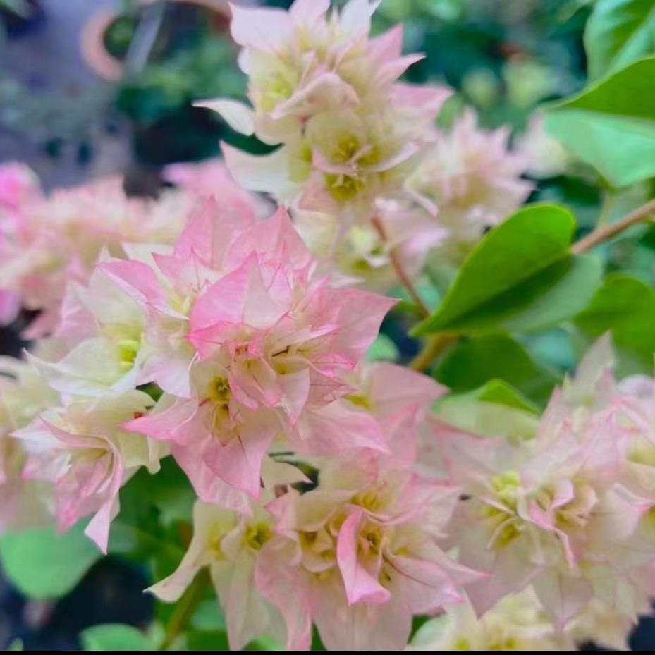 昆宜花卉