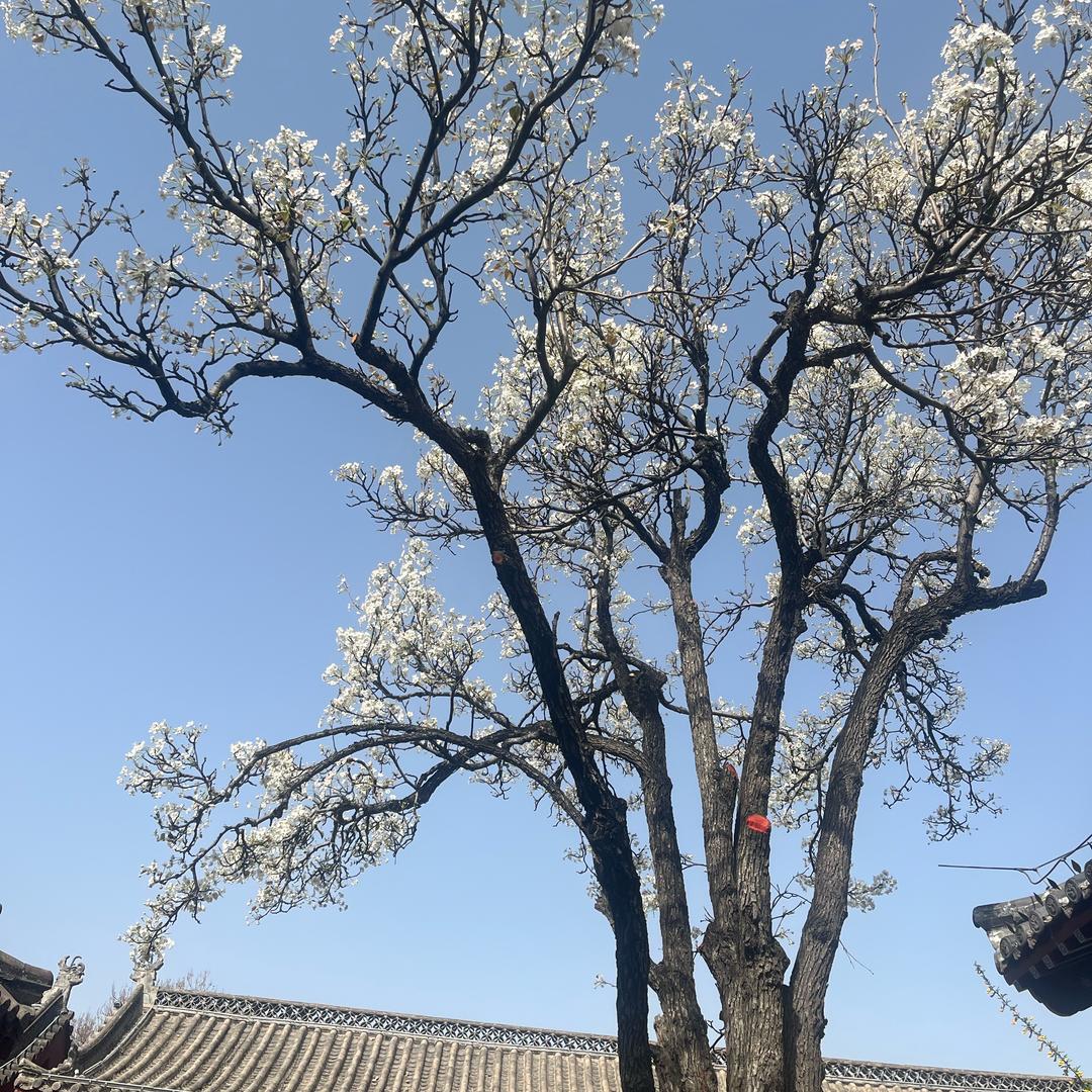 火的信仰是梦想